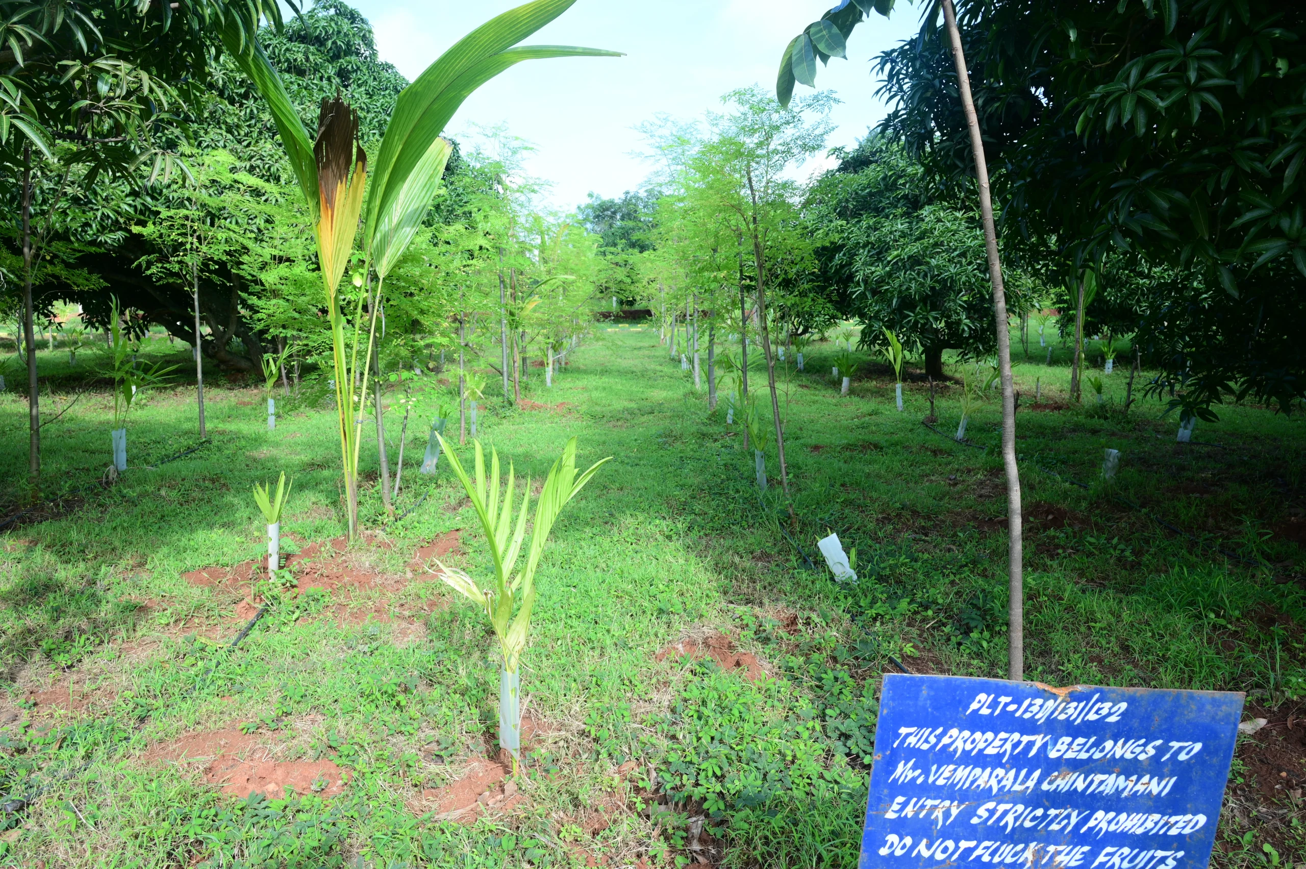 managed farmland in bangalore one of the drumstick plantation view with plant photo