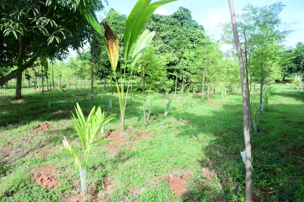 managed farmland in bangalore one of the drumstick plantation view with plant photo