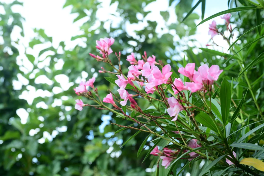 oleander flower pant managed farm near Bangalore