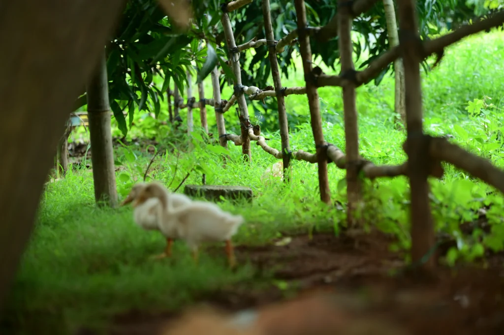 managed farmland near Bangalore with baby swans