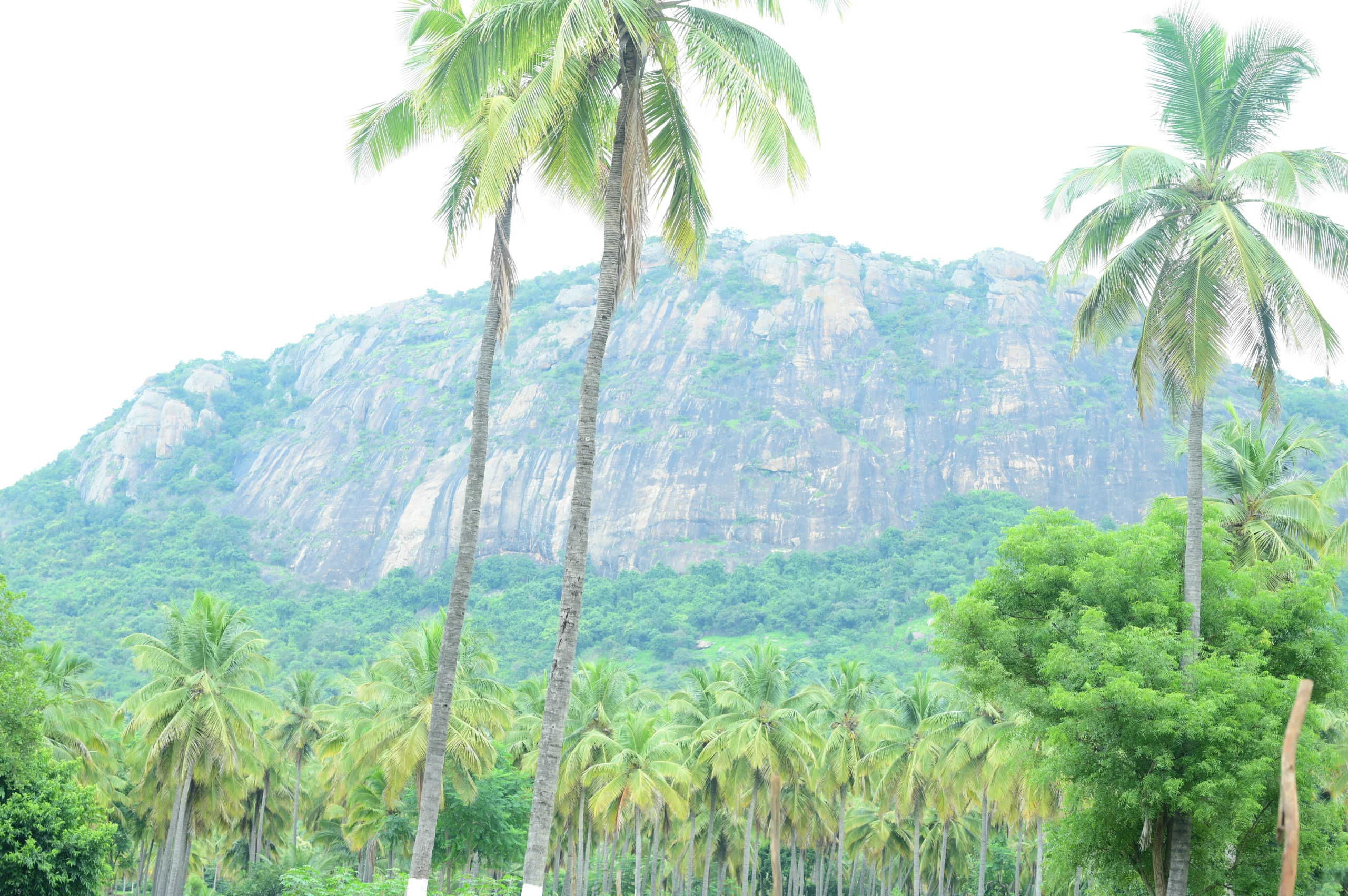 your own managed farmland hill view photo in near bangalore