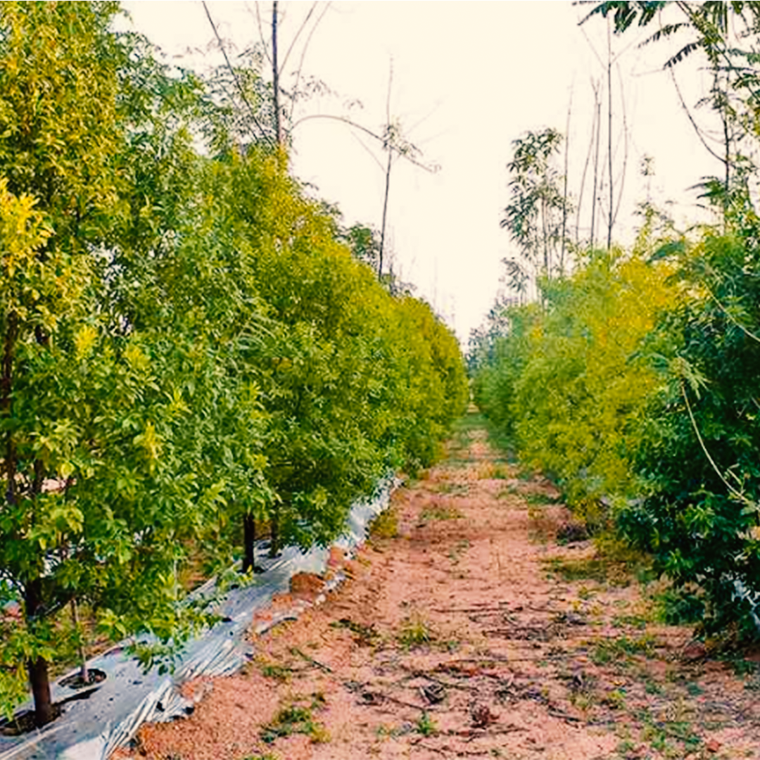 Invest in Managed Farmland Sandalwood